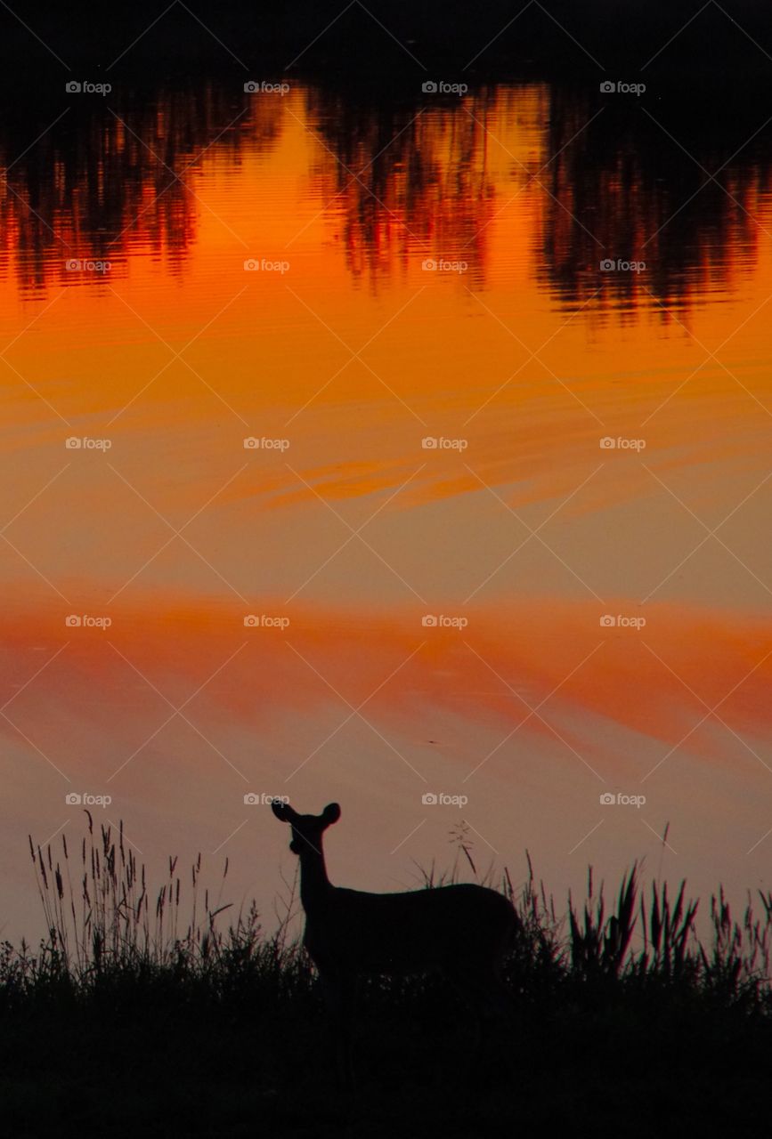 Exterior daylight.  Prince Albert, Sk, CA.  Foreground: a deer’s silhouetted in colourful sky reflected in the pond.