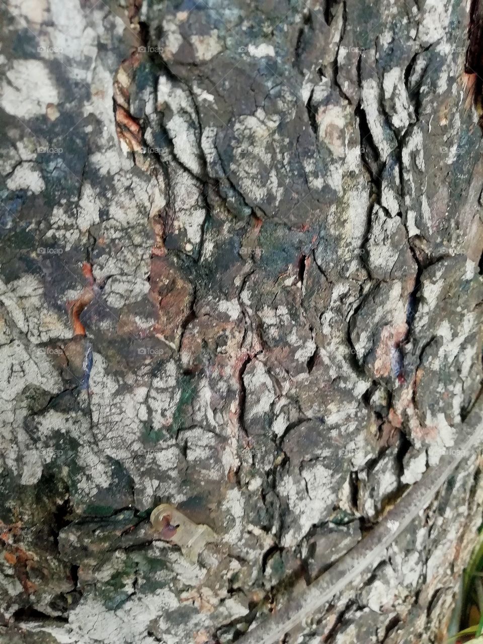 Beautiful texture of Bark of a Tree in south India