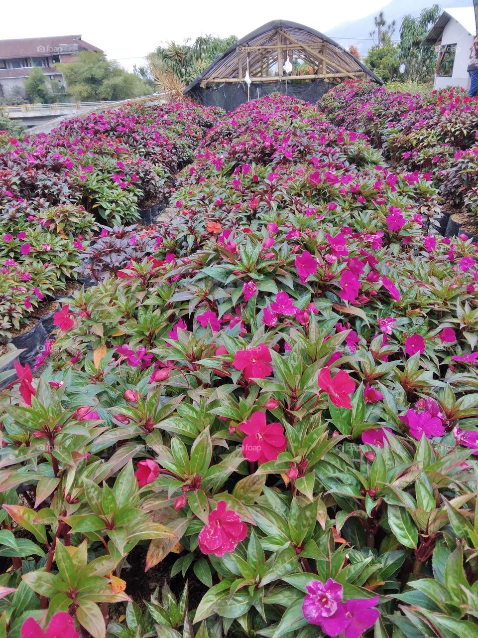 flower gardens in Indonesia