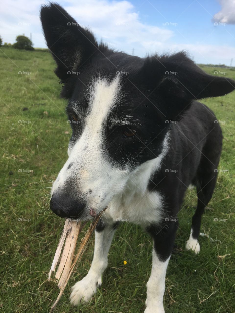 Collie with a piece of bark in her mouth. She is backed by blue sky and grass 