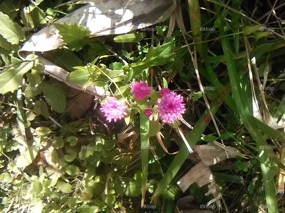 pink wild flowers