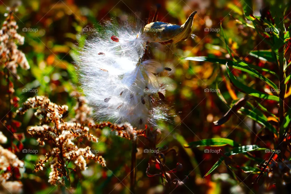 Macro