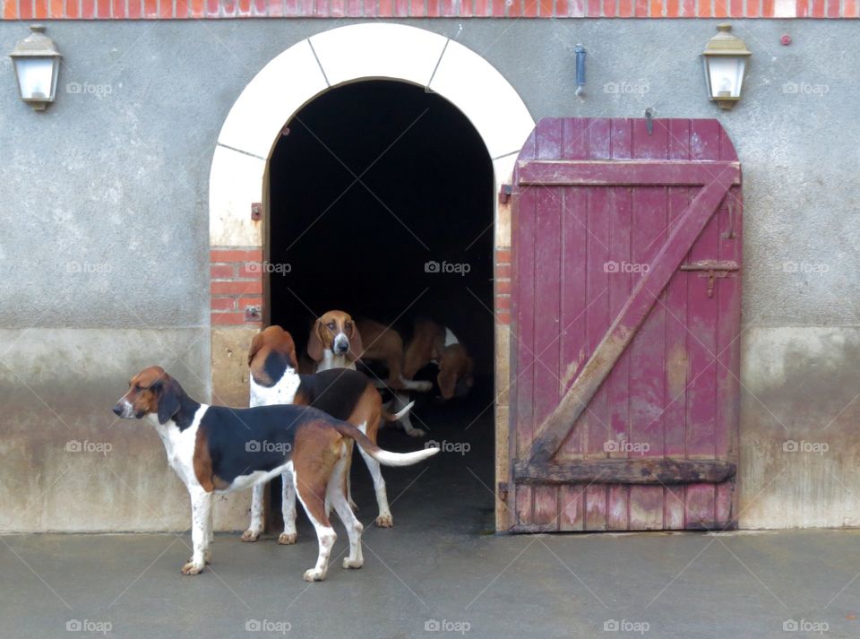 Hunting dogs at Cheverny