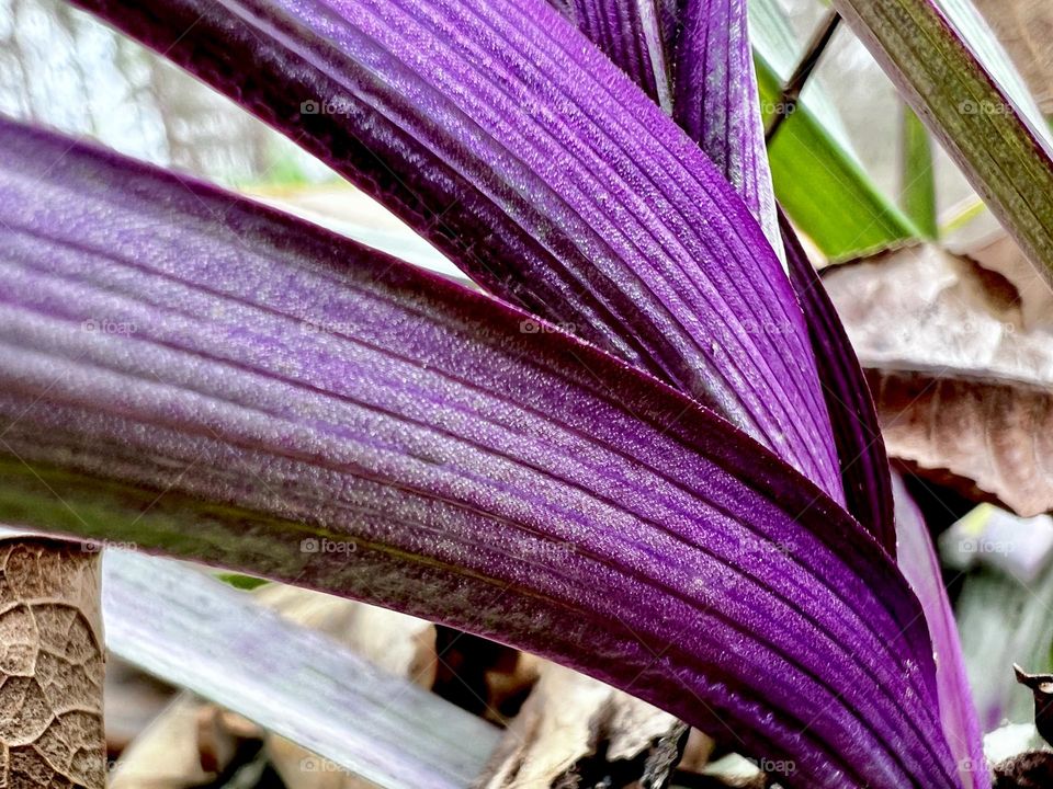 Early spiderwort foliage