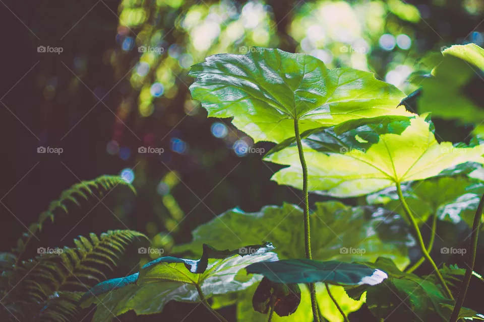 Leaf