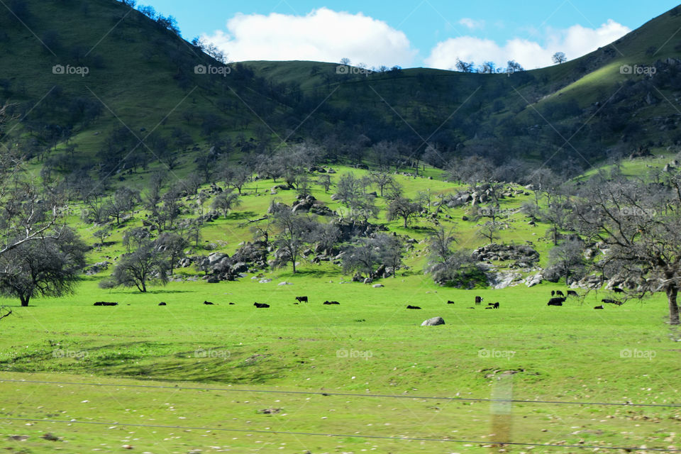 Cattle in a countryside