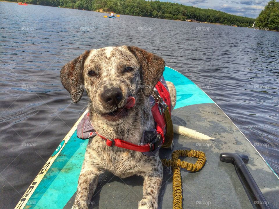 SUP pup. Why I oughta ...paddle🏄🏽