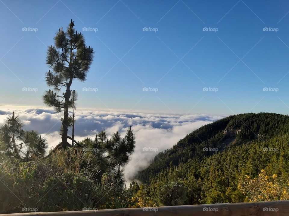 Forest in the clouds.