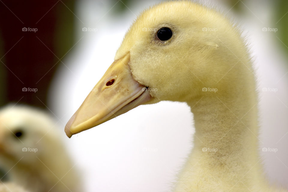 duckling