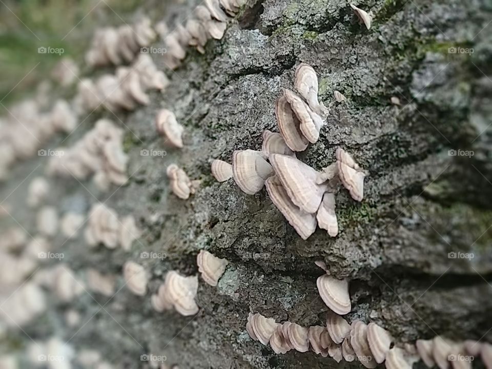 Turkey tails