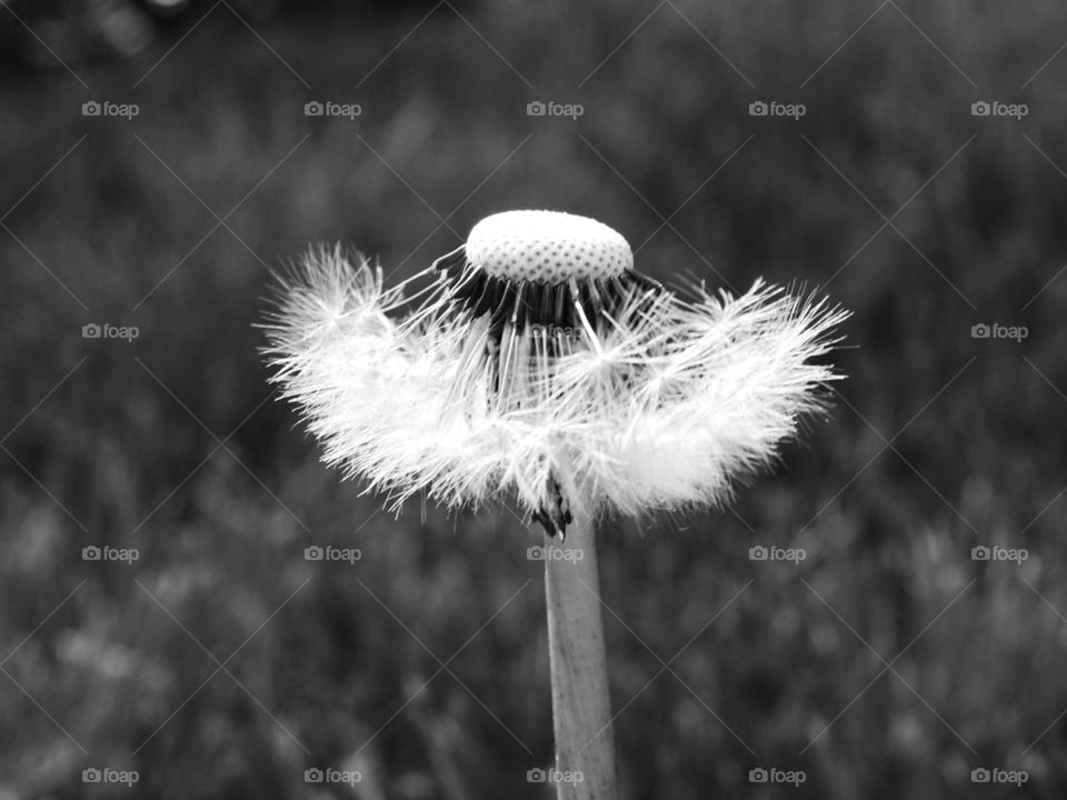 Black and white beauty