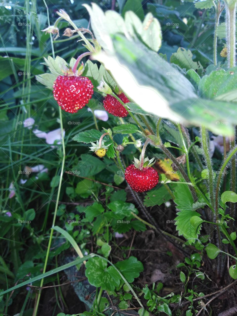 Земляничка