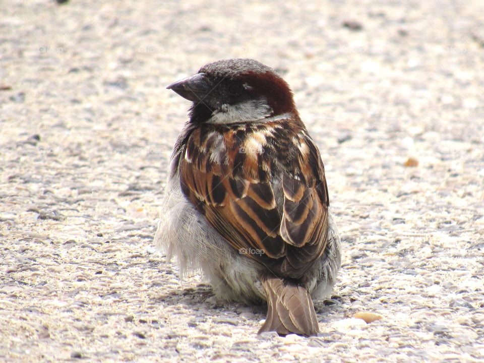 sparrow