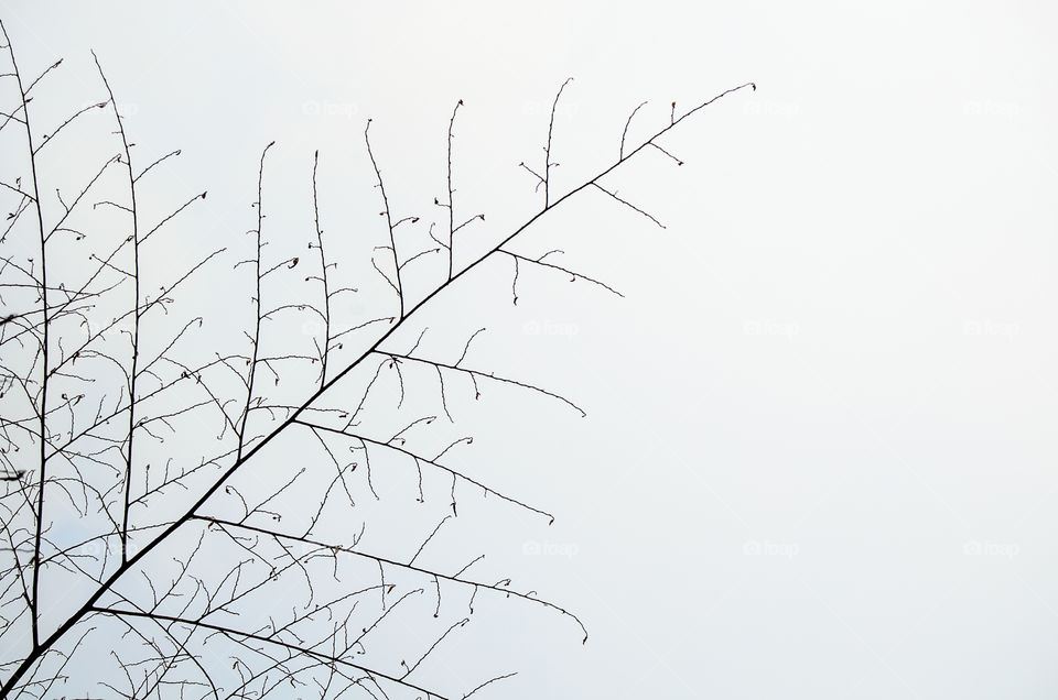 Shadows of branches. shadows of branches cut to the cloudy to see a pattern.