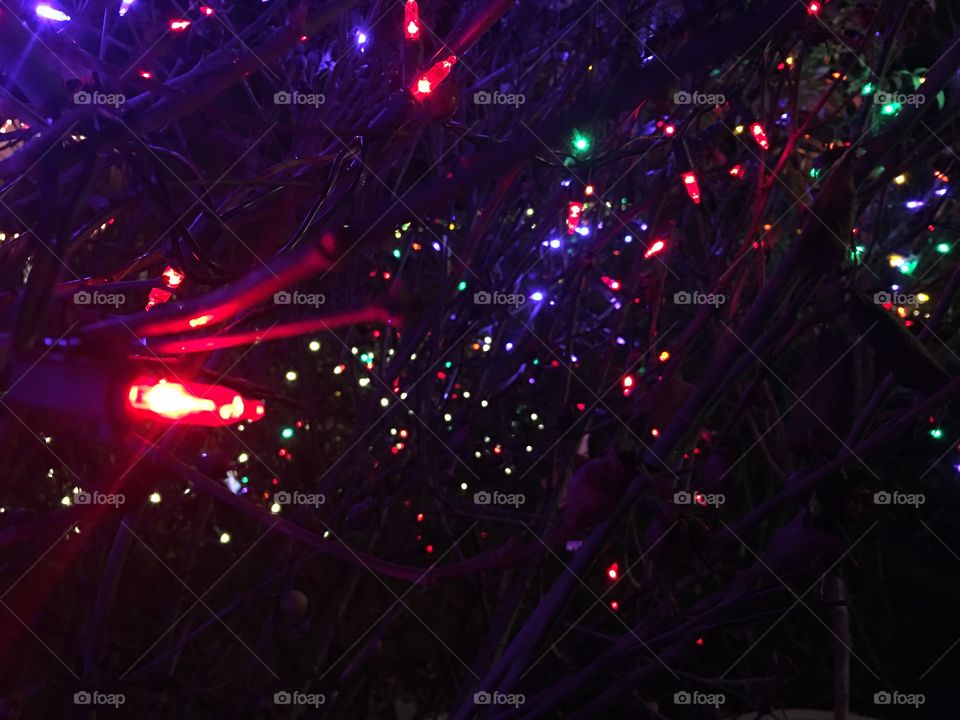 Christmas lights hung on rose bushes - Redmond, WA