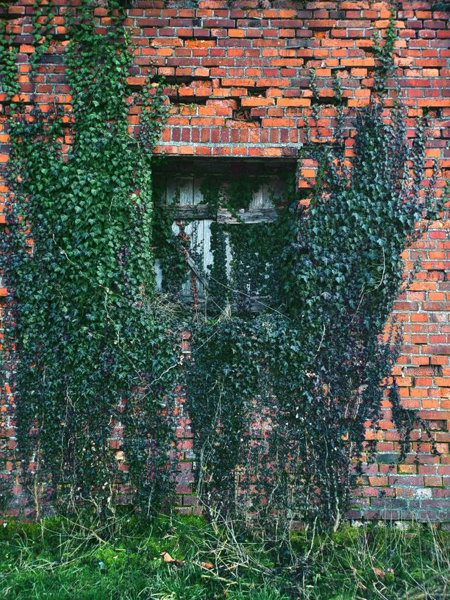 ivy
