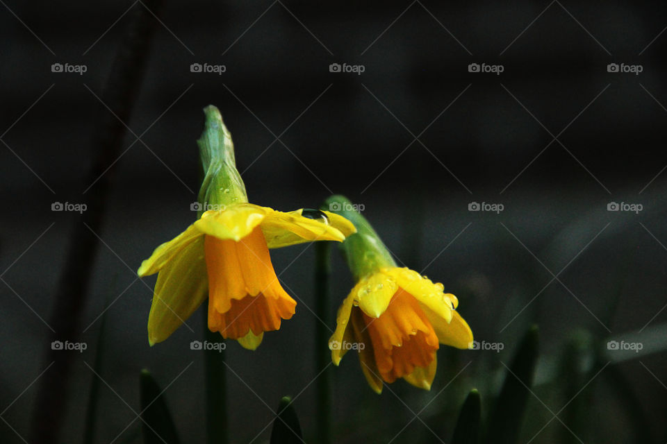 Daffodils after rain