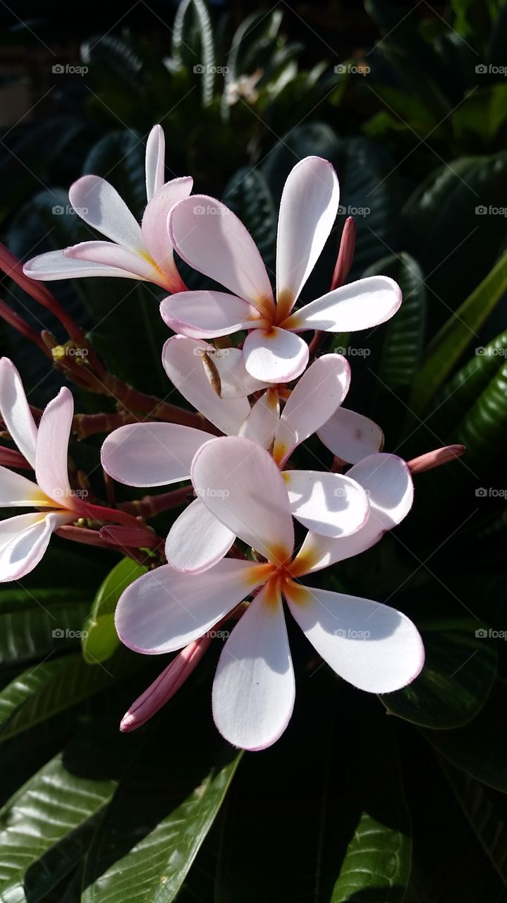 Plumeria