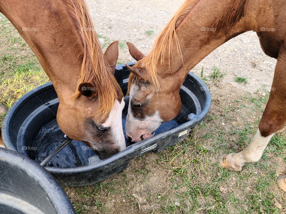 Horses drinking