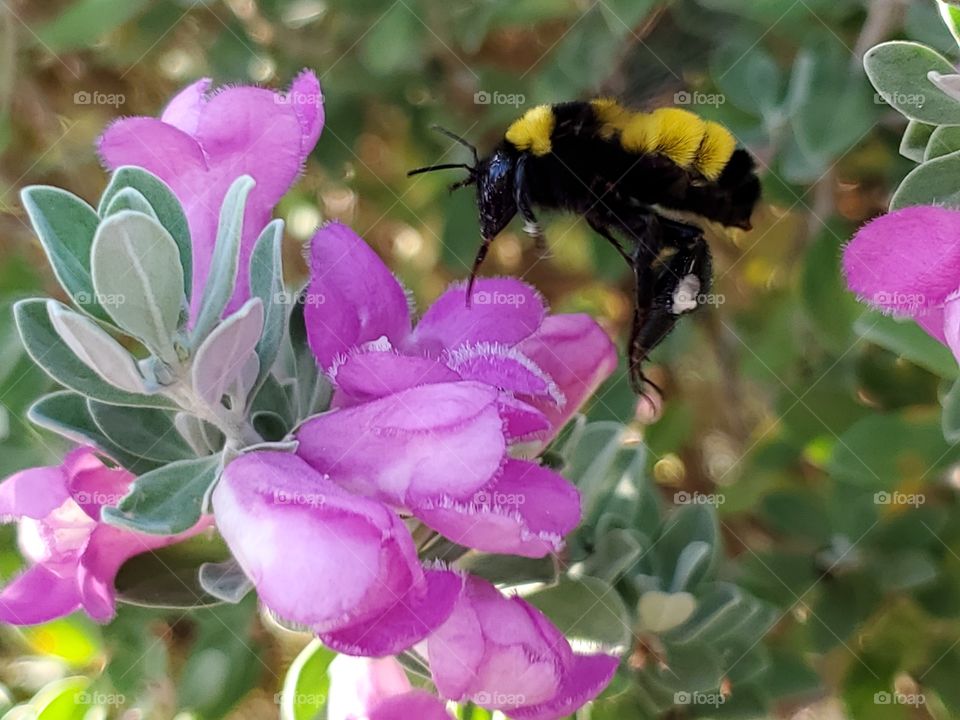 A young Sonoron bumble bee (Bombus sonorus) hovering over light purple pink cenizo sage bush flowers.