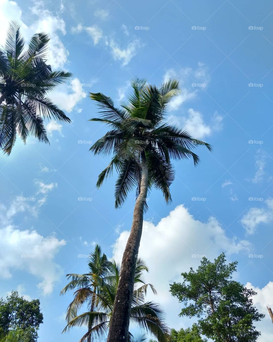 coconut tree at the sky