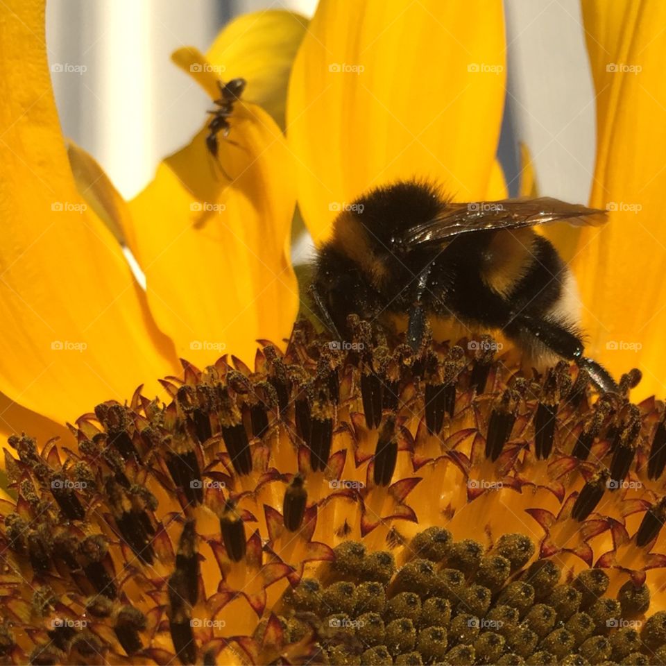 bee