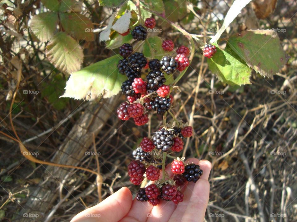 Forest fruit