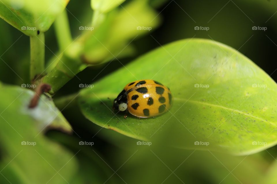 Yellow ladybug