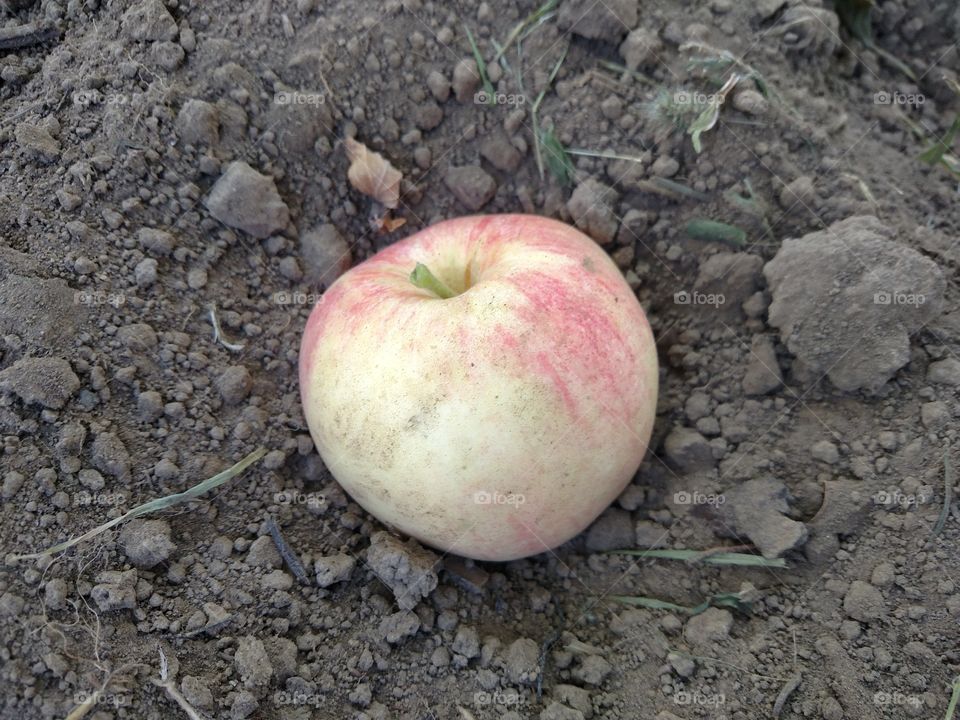 Apple in the dirt.