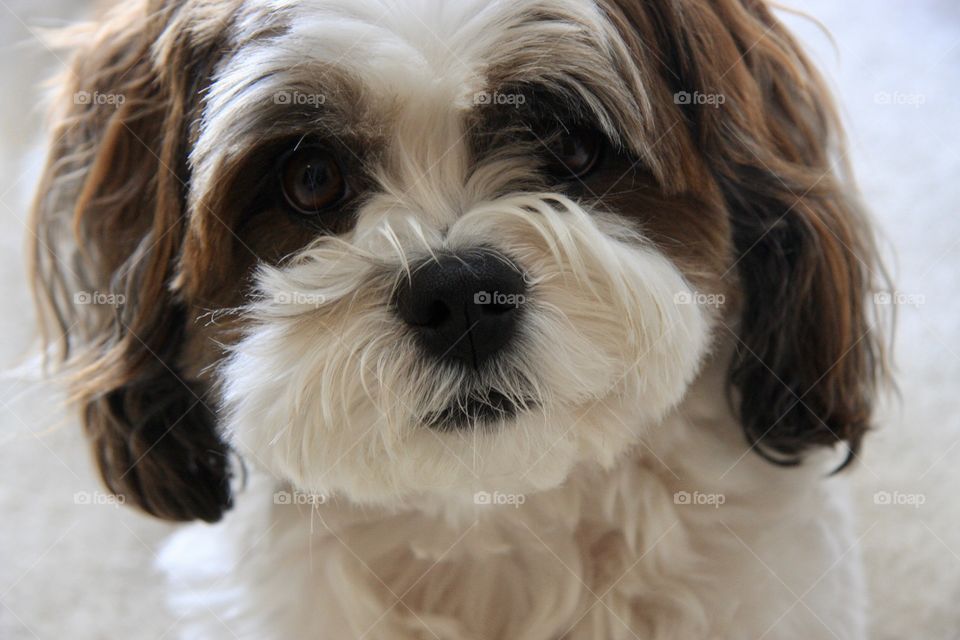 Big brown eyes on this pup.
