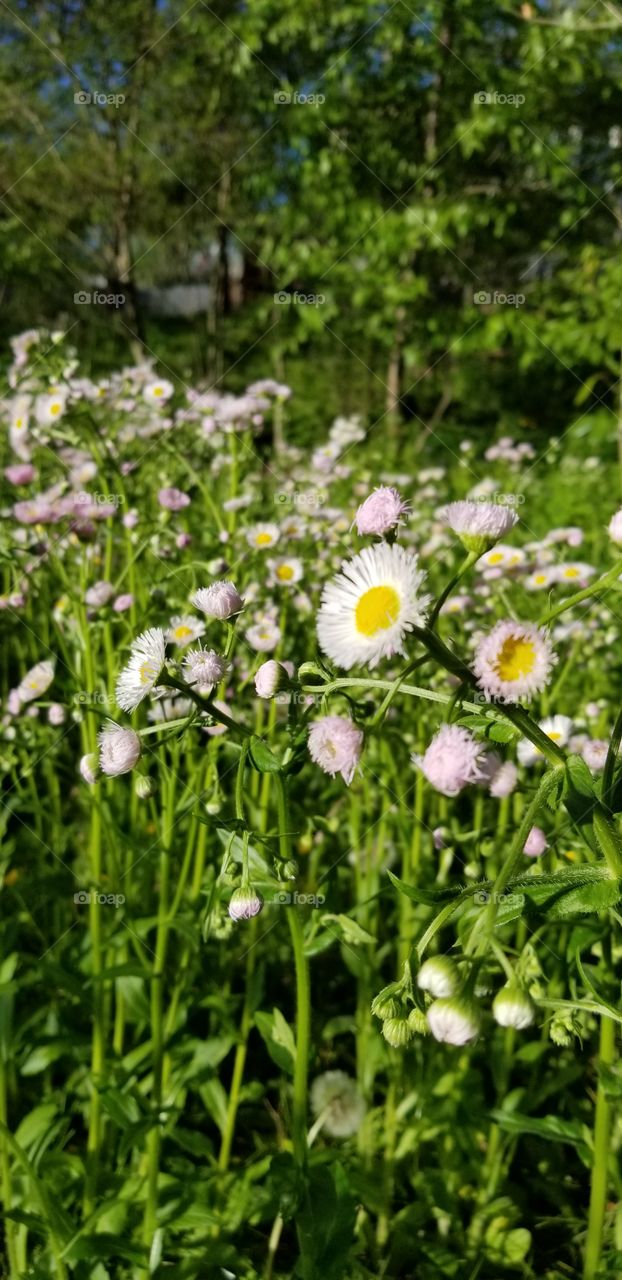 Colorful spring garden