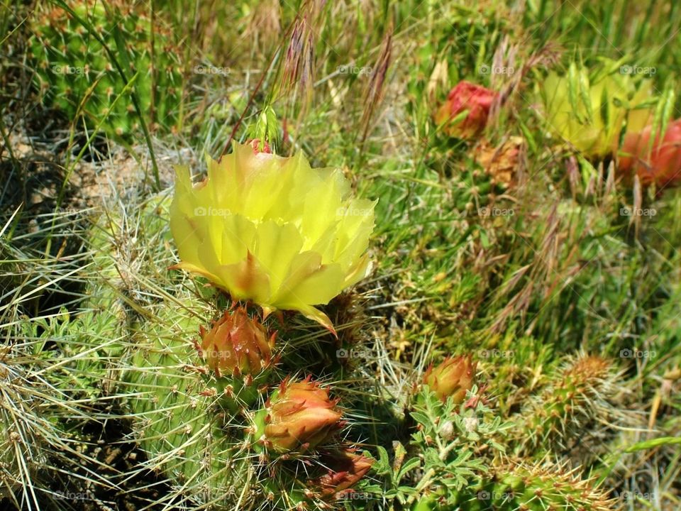 Cactus bloom. Blooming cactus flower