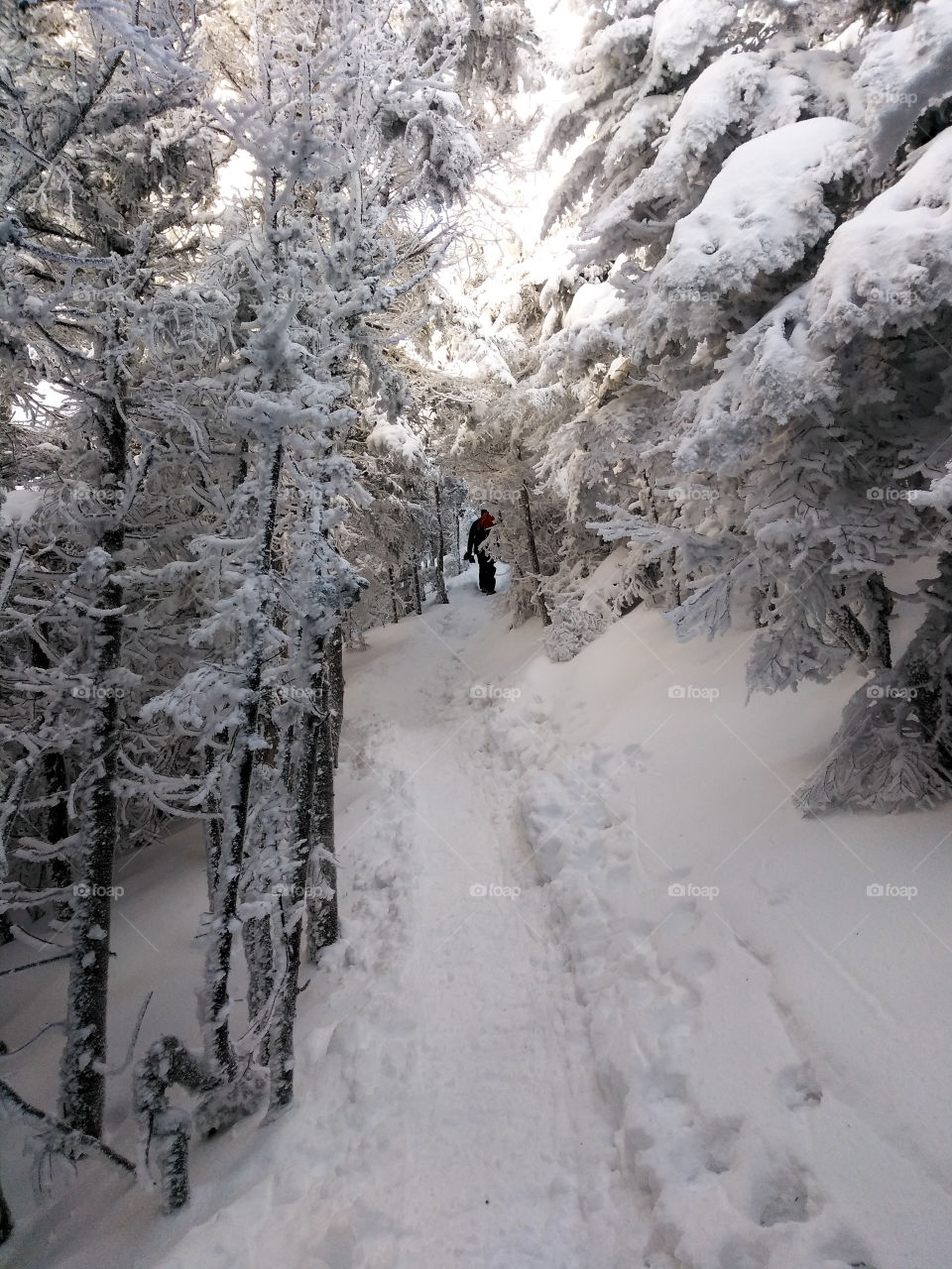 Up through the snowy wood