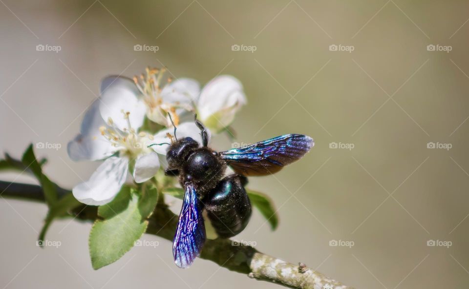 Violet carpenter bee on blossom 