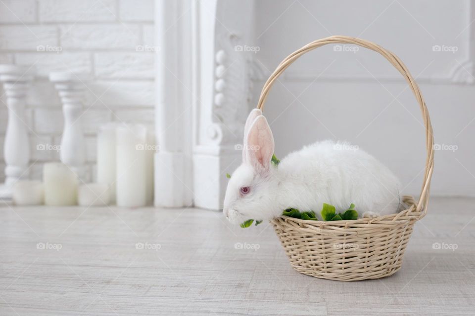 White rabbit in the wooden basket in the white room 