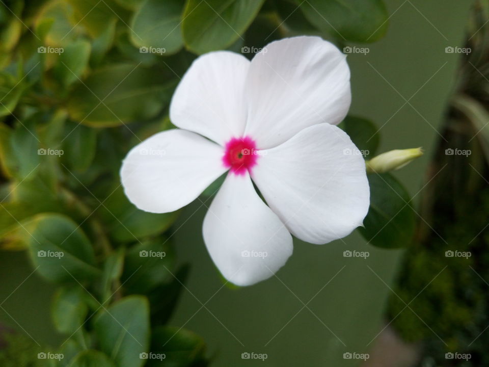 Flower, Nature, Flora, Leaf, Garden