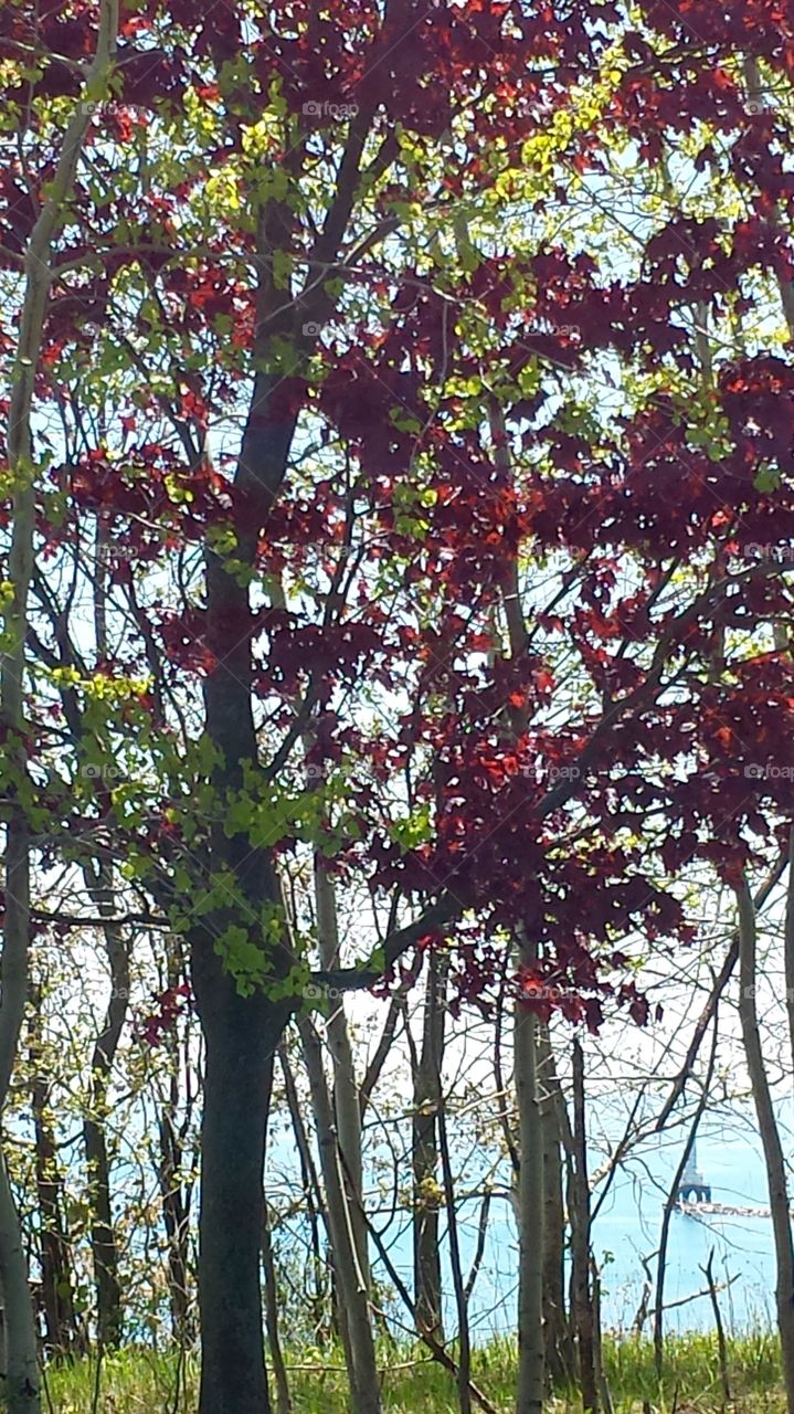 Nature . Maples Trees