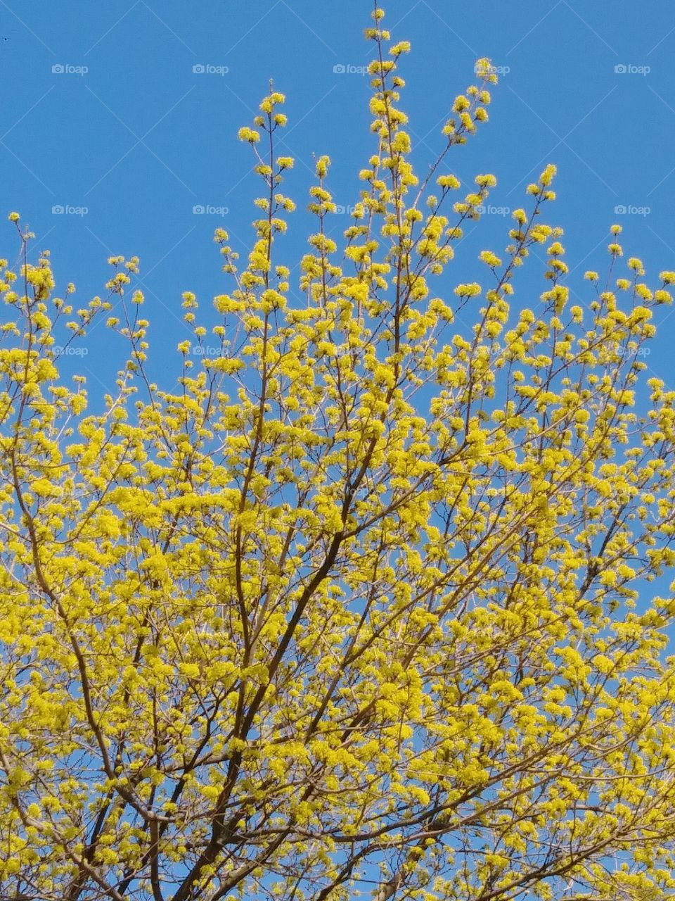 sky spring budding branches