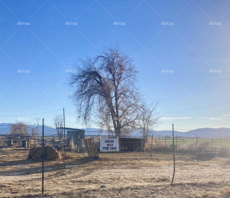 “Sheep Not For Sale”