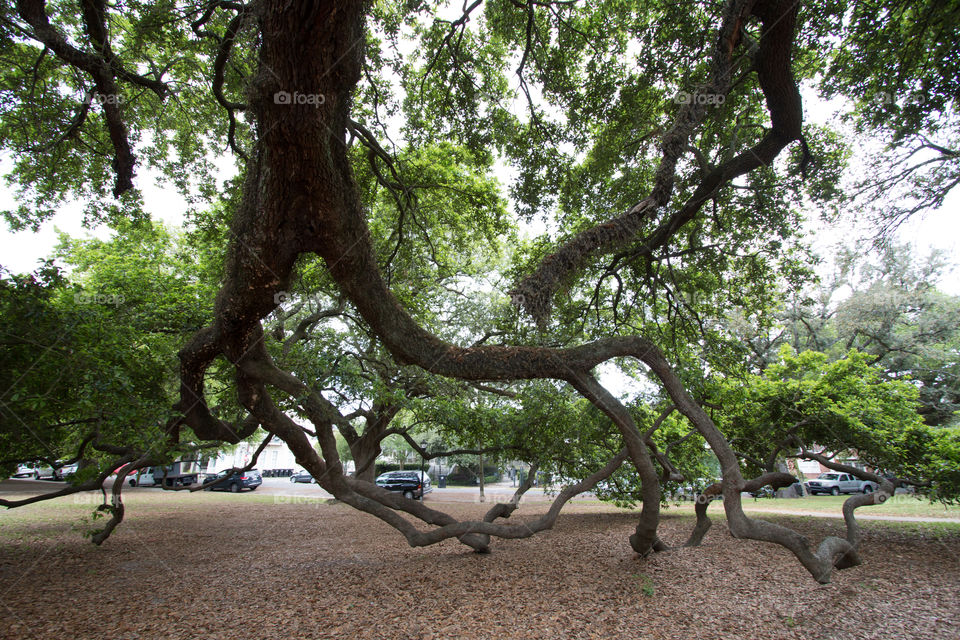 Tree, Wood, Nature, Park, Landscape