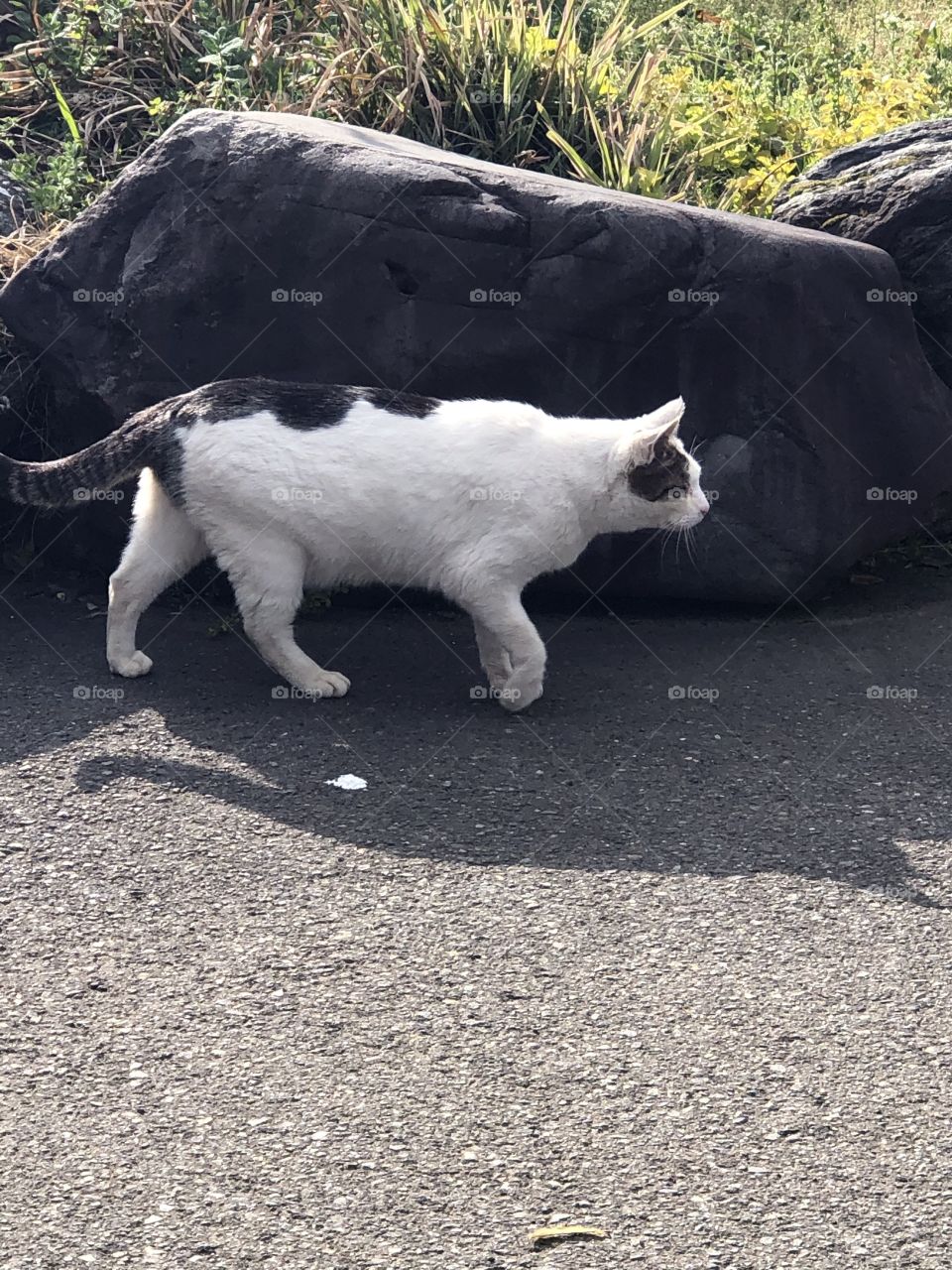 Walking cat