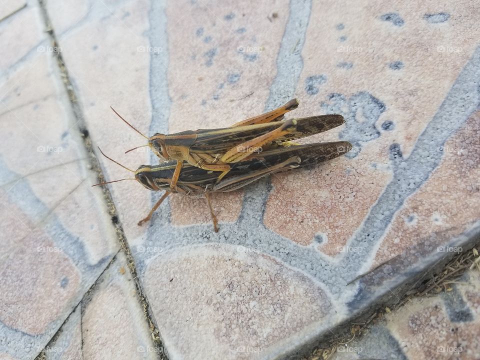 grasshoppers