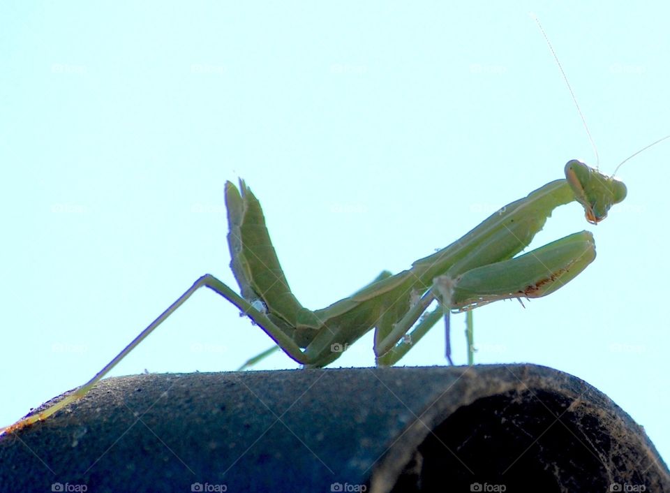 Patrolling Mantis