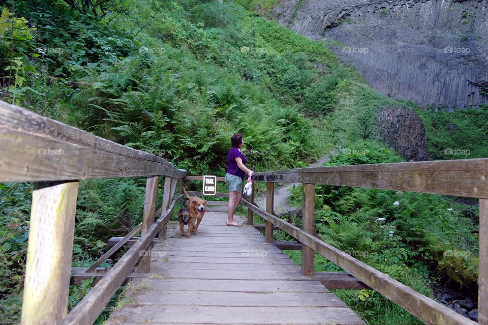 wooden bridge