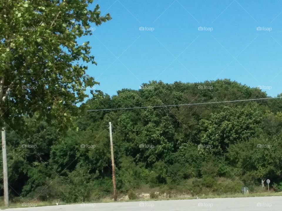 trees green fall blue pole