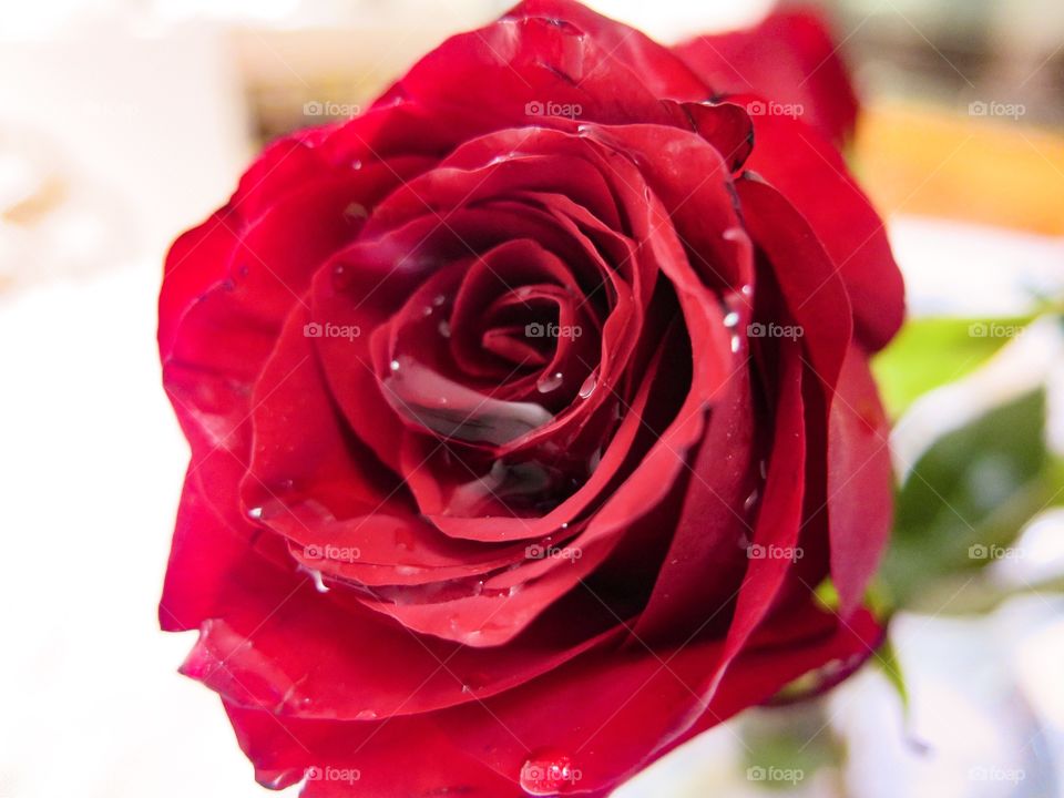 Red Blood Rose