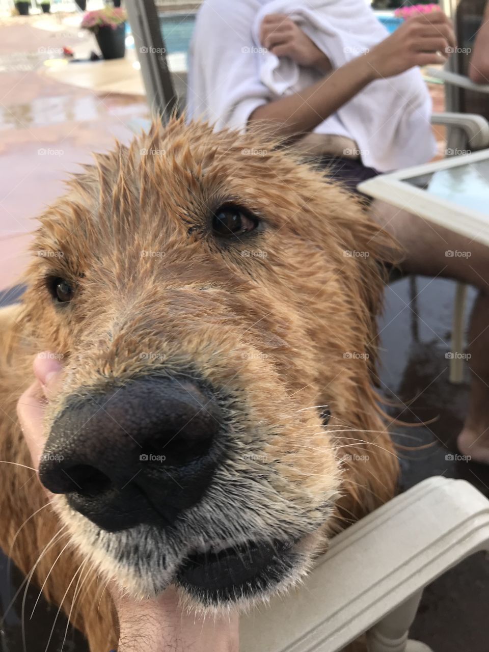 A wet dog so curious. Golden, furry and compassionate. With haste rushed to my lap