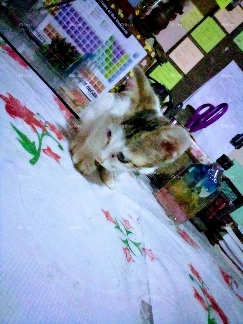 This is a capture of a kitten sitting on a study table.The cat is in black, brown and white colour and the table cloth is white in colour.There is a bottle with various coloured marble.The kitten is looking at another side.This seemsa nice shot.