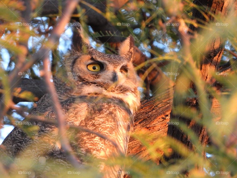 Great horned owl 