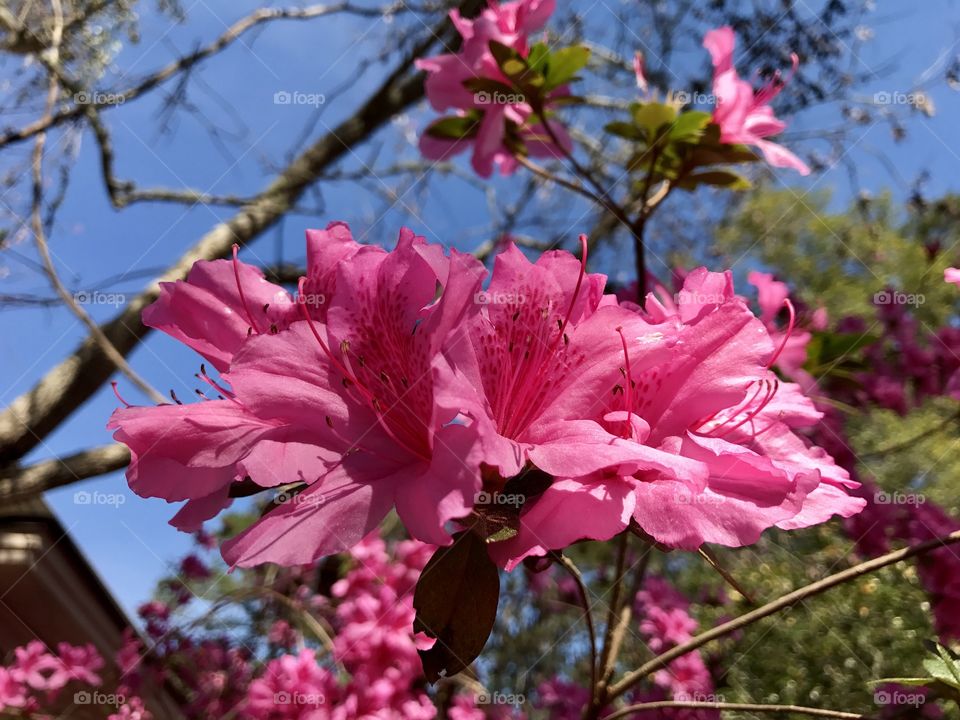 Azaleas
